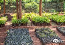 PETRONAS Madeni Yağlar, EMEA Bölgesi’nde sıfır karbon emisyonu hedefini desteklemek amacıyla Treedom ile ortak projesini duyurdu