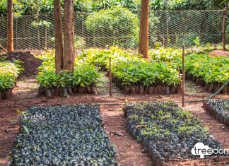 PETRONAS Madeni Yağlar, EMEA Bölgesi’nde sıfır karbon emisyonu hedefini desteklemek amacıyla Treedom ile ortak projesini duyurdu