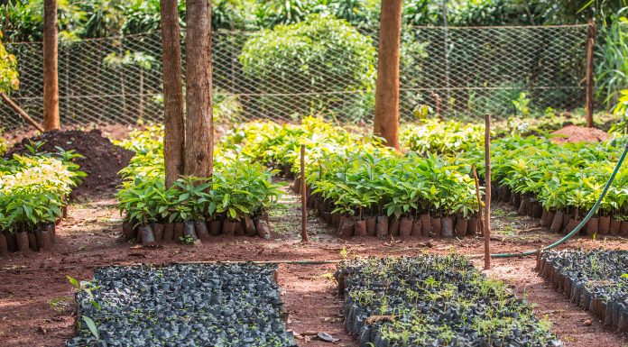 PETRONAS Madeni Yağlar, EMEA Bölgesi’nde sıfır karbon emisyonu hedefini desteklemek amacıyla Treedom ile ortak projesini duyurdu